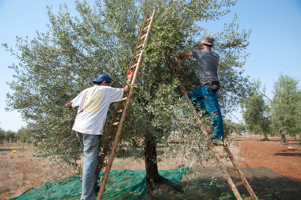 raccolta-delle-olive1_.jpg