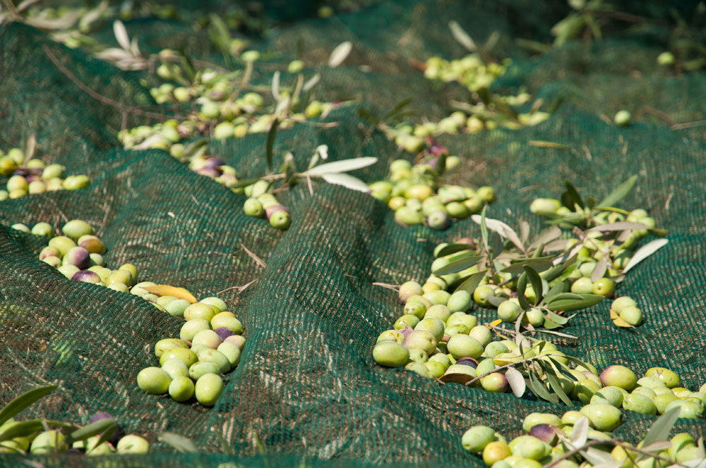 raccolta-delle-olive2.jpg