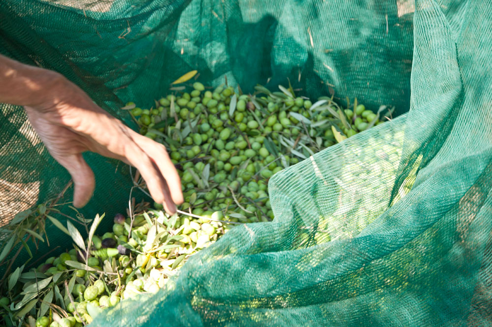 raccolta-delle-olive3.jpg