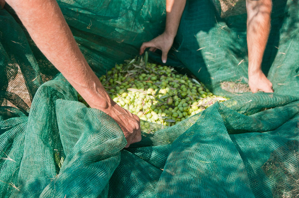 raccolta-delle-olive4.jpg