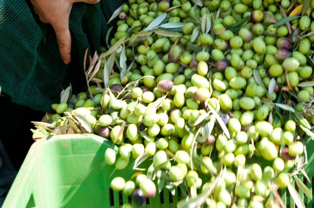 raccolta-delle-olive5.jpg