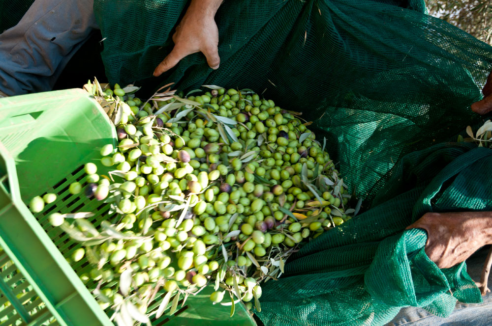 raccolta-delle-olive6.jpg