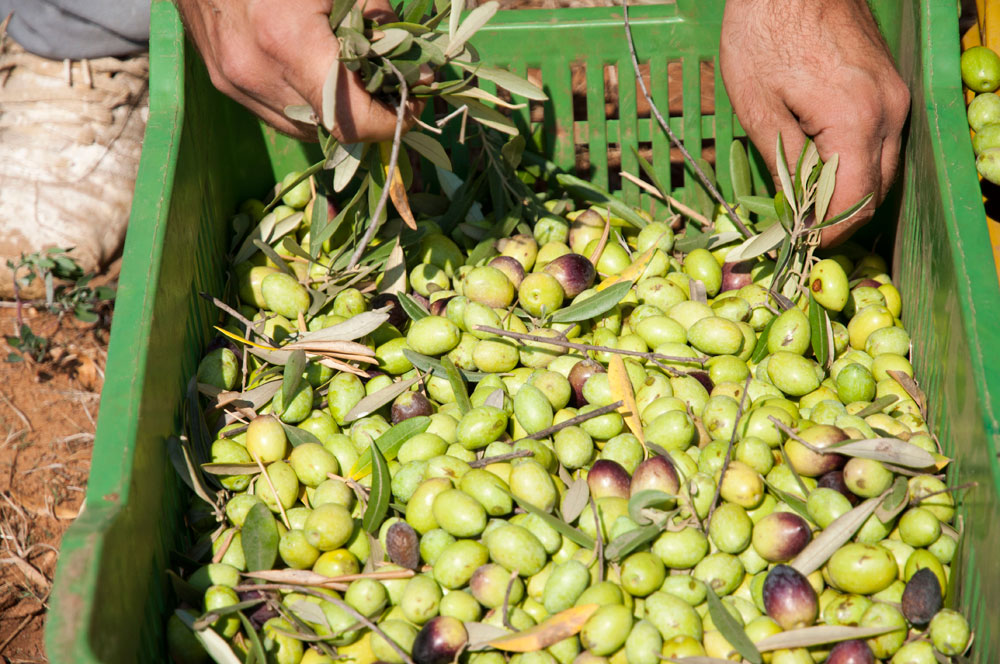 raccolta-delle-olive9.jpg